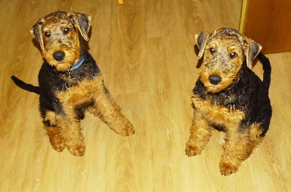 Airedale Terrier Hündin Yedda von Haus Schirmer